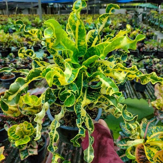 Croton AIYARET