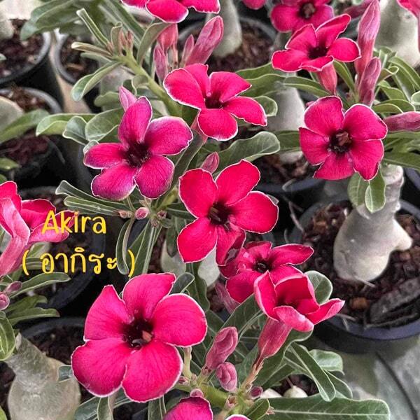Adenium swazicum AKIRA