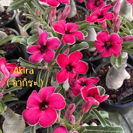 Adenium swazicum AKIRA