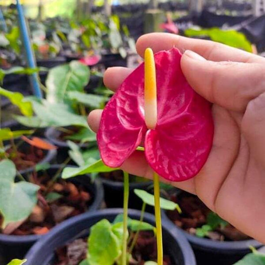 Anthurium andraeanum ALEXIS - s.MINI