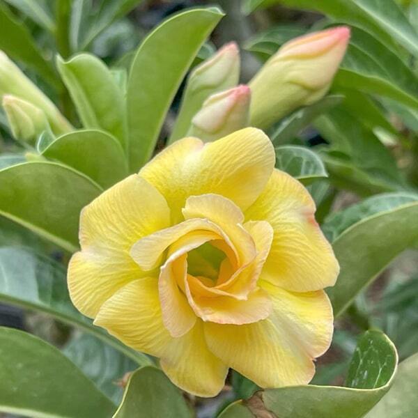 Adenium obesum ALLAMANDA
