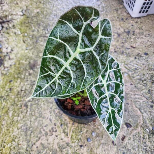 Alocasia WATSONIANA (#10)
