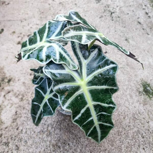 Alocasia POLLY (#11)