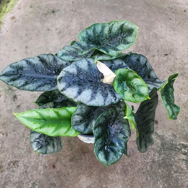 Alocasia REVERSA (#01)