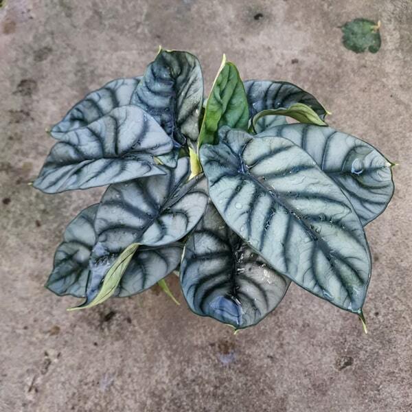 Alocasia SILVER DRAGON (#02)