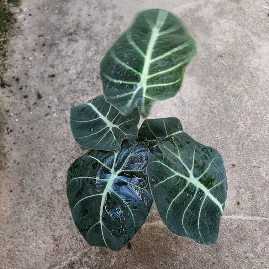 Alocasia REGINULA BLACK VELVET (#03)