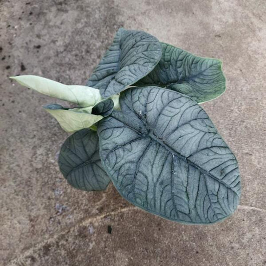 Alocasia MELO(#04)