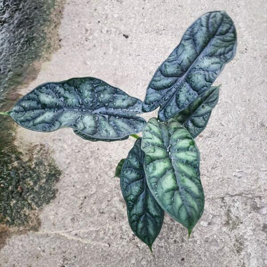 Alocasia DRAGON SCALE (#05)