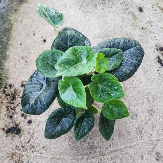 Alocasia MAHARANI (#06)