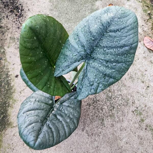Alocasia BISMA (#07)