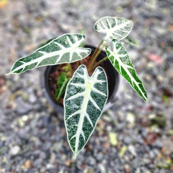 Alocasia BAMBINO (#09)