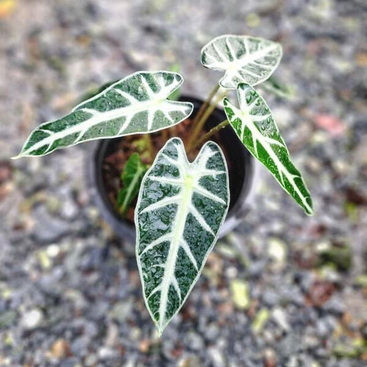 Alocasia BAMBINO (#09)