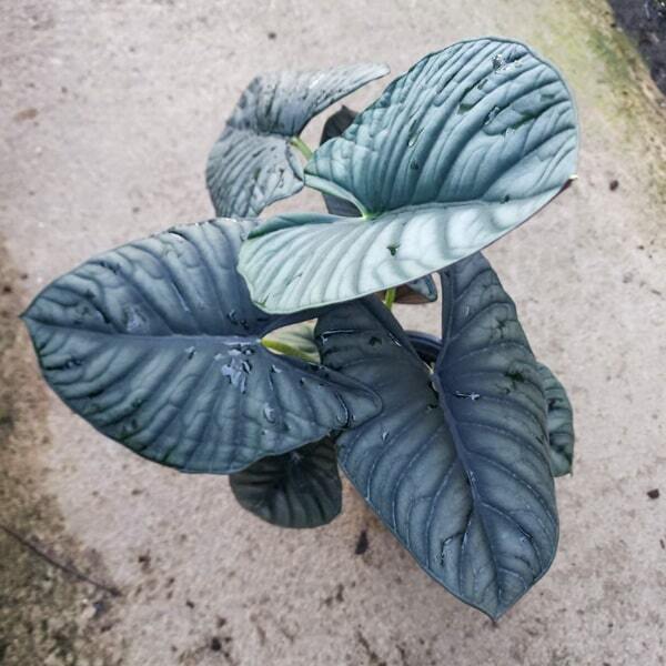 Alocasia NEBULA (#08)