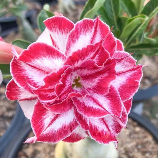 Adenium obesum AMARYLLIS