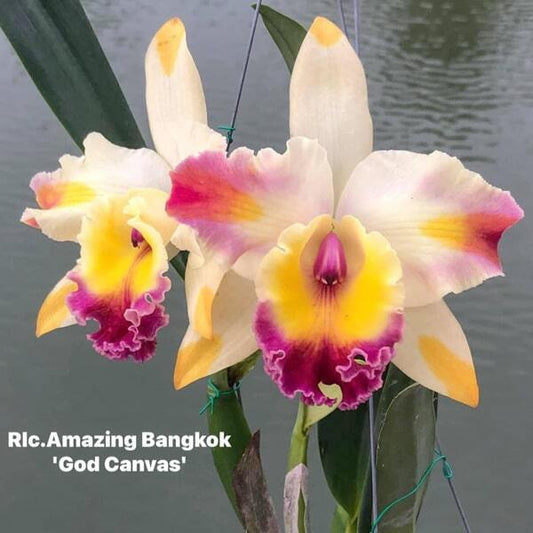 Rhyncholaeliocattleya orchid RLC. AMAZING BANGKOK GOD CANVAS
