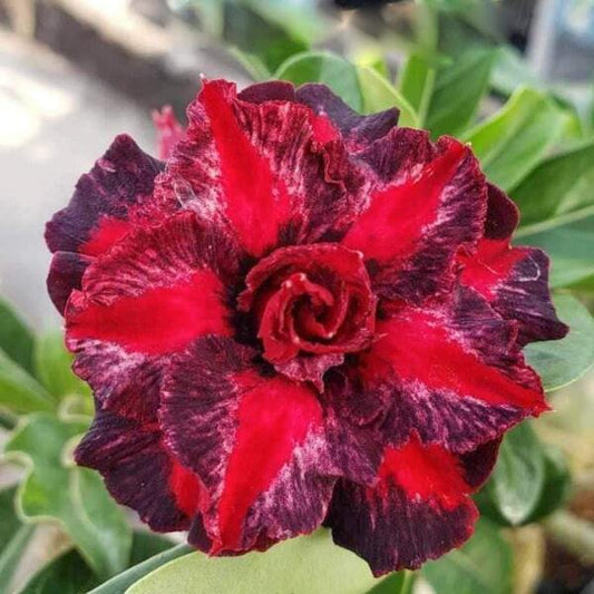 Adenium obesum AMBER PURPLE