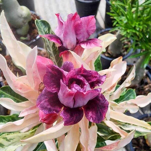 Adenium variegated AMETHYST