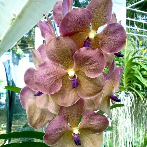 Vanda orchid V AMI