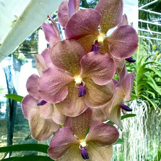 Vanda orchid V AMI