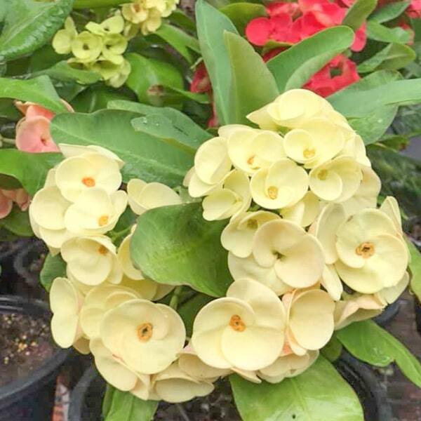 Euphorbia Milii AMPAWAN