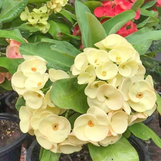 Euphorbia Milii AMPAWAN