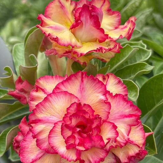 Adenium obesum AN LAC