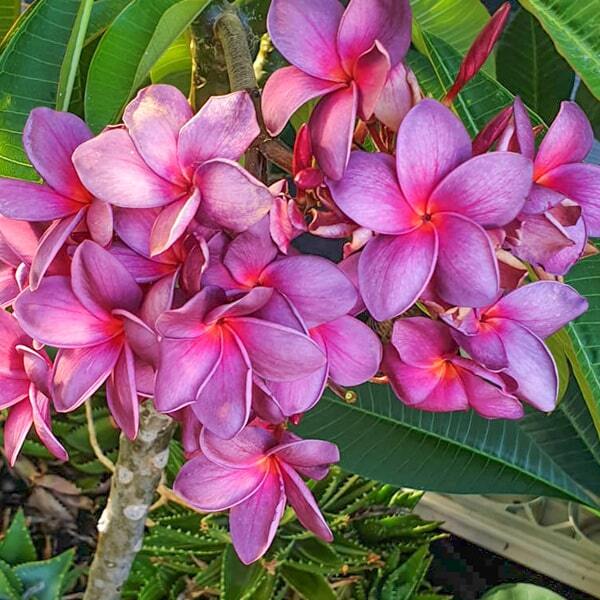Plumeria ANCHAN