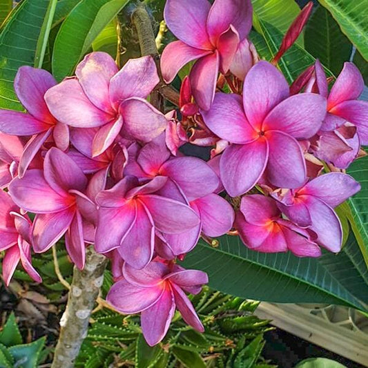 Plumeria ANCHAN