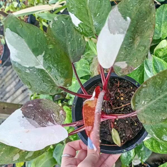 Philodendron RED ANDERSON