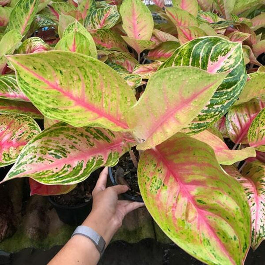 Aglaonema RUAY LAB (ANDINI)