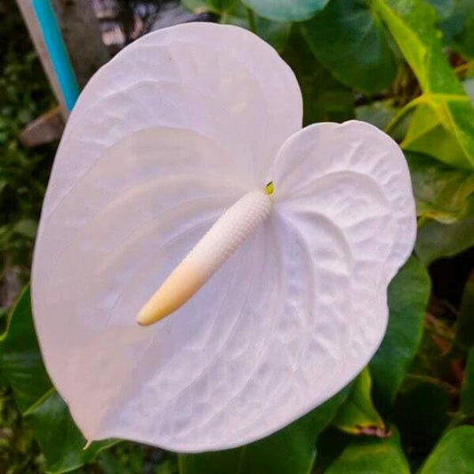 Anthurium andraeanum ANGEL