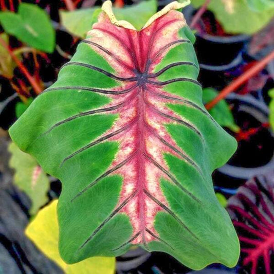 Colocasia ANGEL MASK