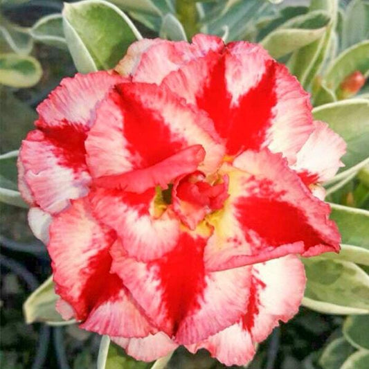 Adenium variegated ANGEL VAR