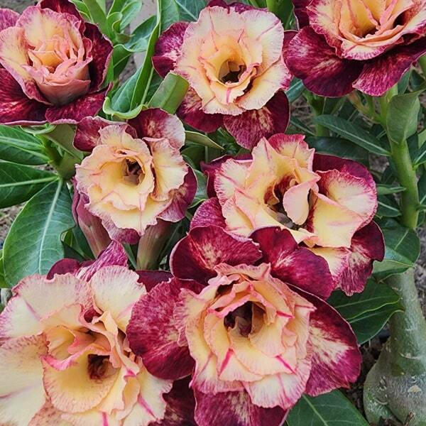 Adenium obesum ANGEL WINGS