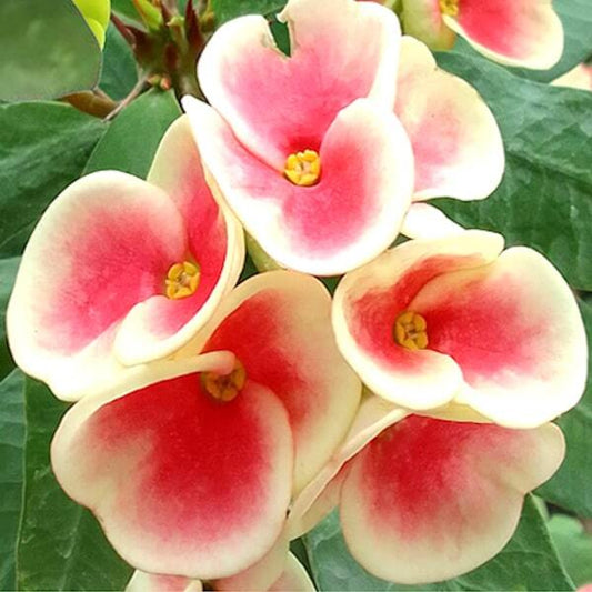 Euphorbia Milii ANGEL WISH