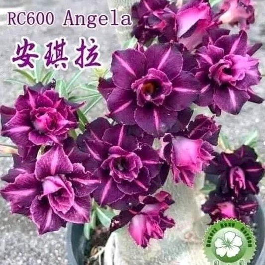Adenium obesum ANGELA