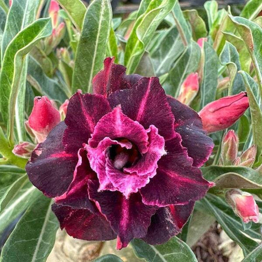 Adenium obesum ANGELA