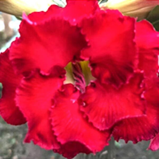 Adenium obesum ANGPAO RED