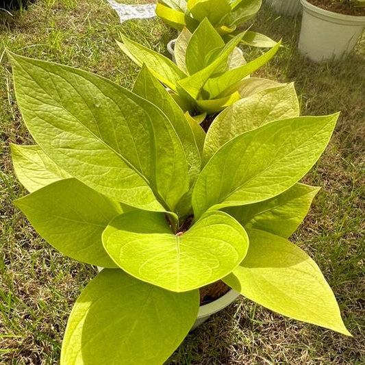 Anthurium GOLDEN CUPBOARD (KING OF KINGS)