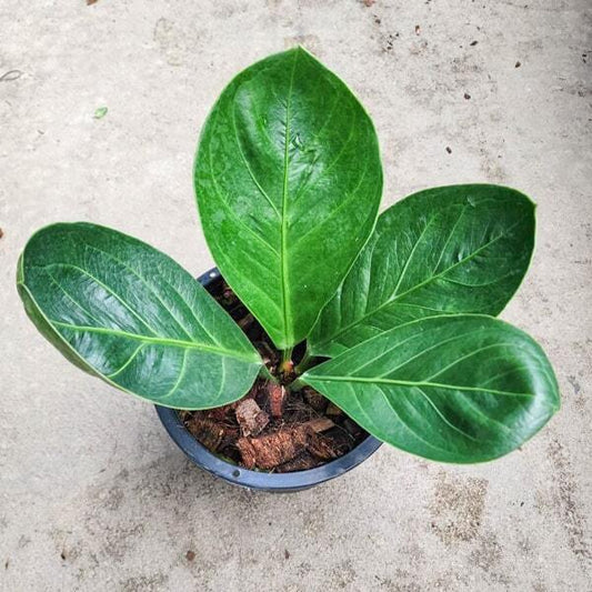 Anthurium JENMANI CURLY LEAF