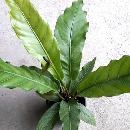 Anthurium ALL GREEN