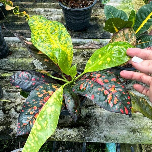 Croton ANYAMANEE