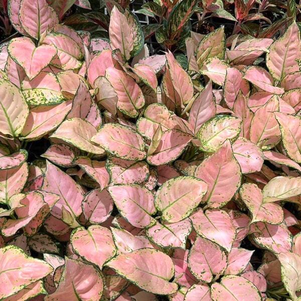 Aglaonema ANYAMANEE BABY PINK