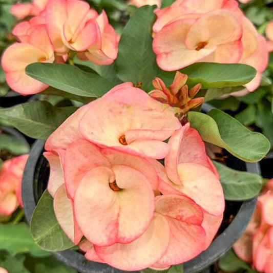 Euphorbia Milii AOB CHAN