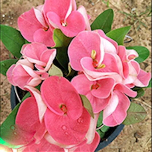 Euphorbia Milii AOMSIN