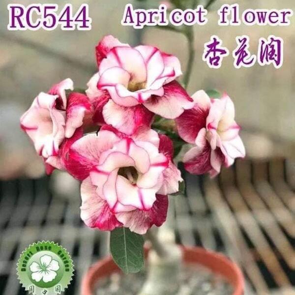 Adenium obesum APRICOT FLOWER