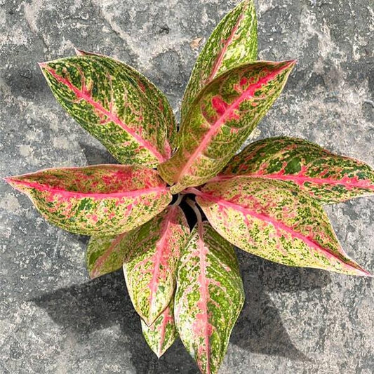 Aglaonema ARIANA