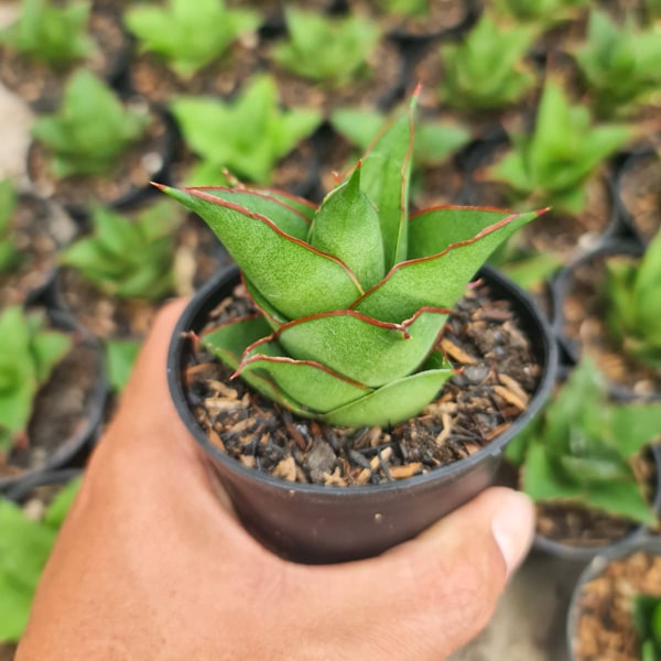 Sansevieria ARMANU