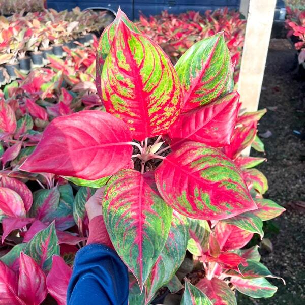 Aglaonema AS WISHED