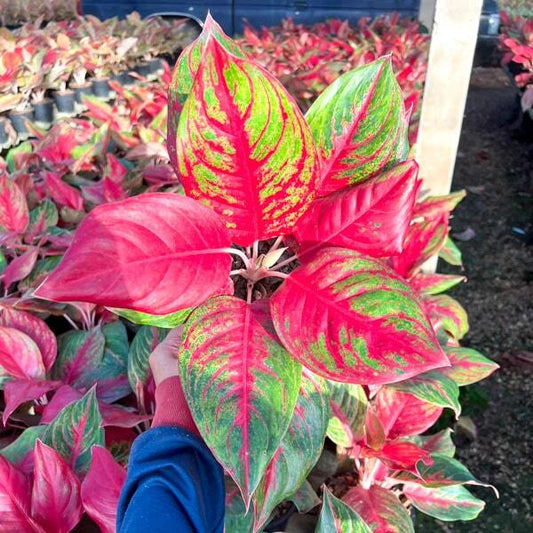 Aglaonema AS WISHED